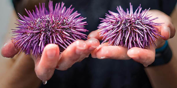 “Whole-Genome Sequencing Reveals That Regulatory and Low Pleiotropy Variants Underlie Local Adaptation to Environmental Variability in Purple Sea Urchins”