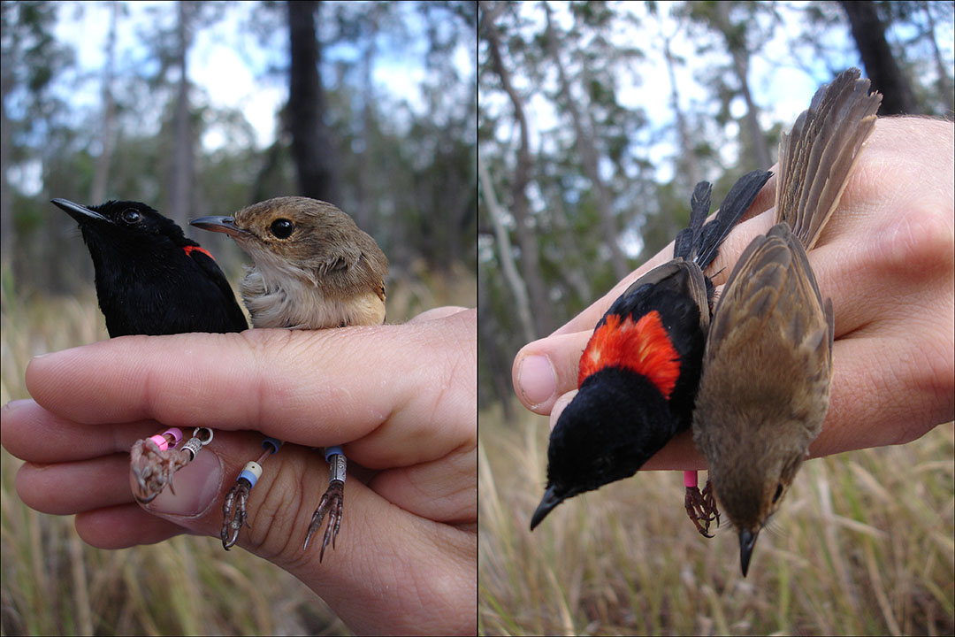 My Husband is Hot! – How having an attractive mate can provide tangible benefits to birds