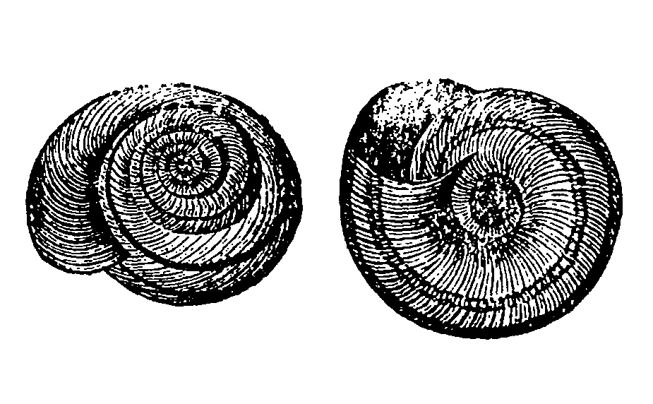 Double <i>Helix</i> sp. snails from an <a href="https://www.journals.uchicago.edu/doi/10.1086/271730">1876 article</a> of <i>Am.Nat.</i>