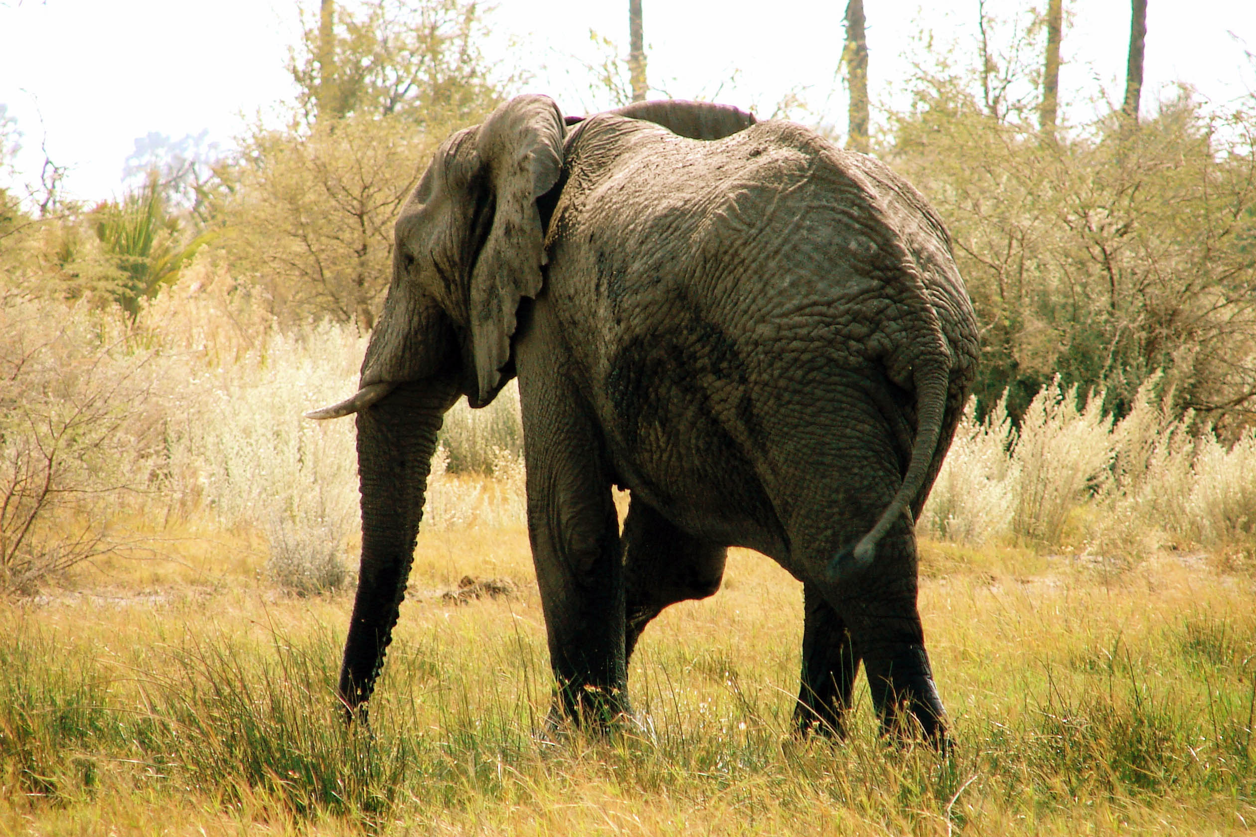 “On the Dynamics of Mortality and the Ephemeral Nature of Mammalian Megafauna” (Photo credit: Nathaniel J. Dominy)