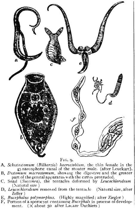 Parasite party: how inbreeding begets a complex life cycle