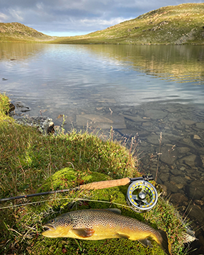 Trout tales: How stream habitats dictate fish size and survival
