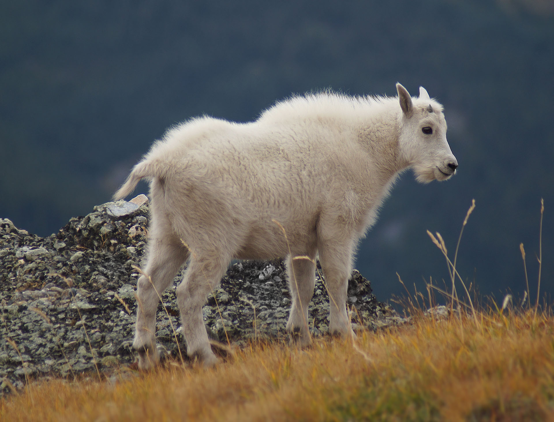 Small Populations, Large Conservation Challenges: The Surprising Power of Sporadic Events