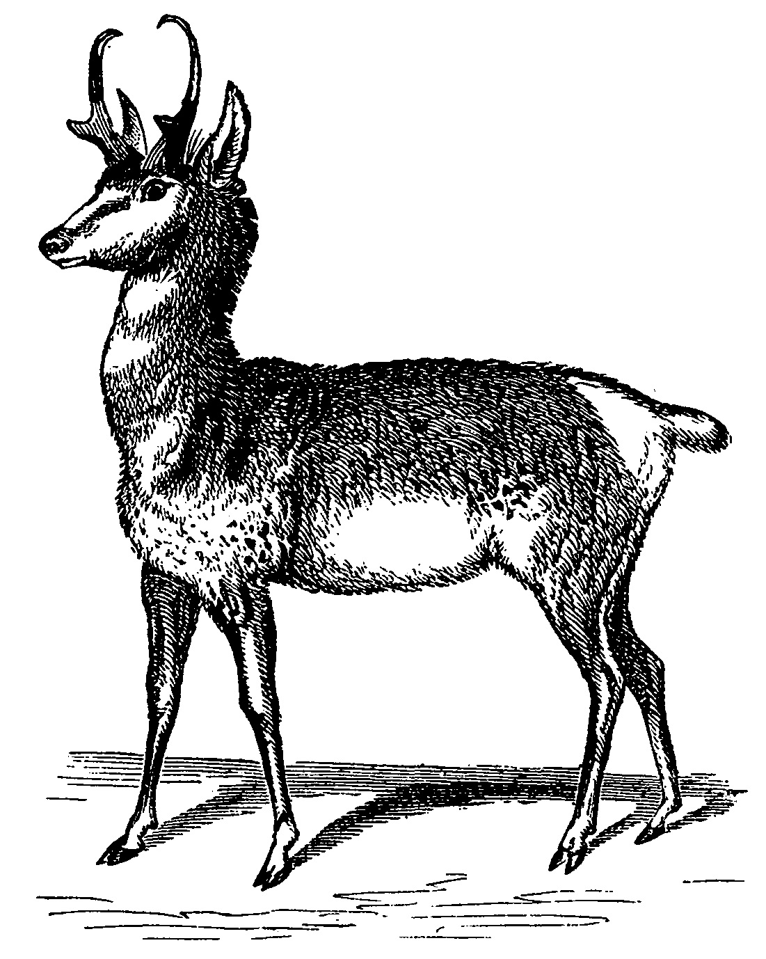 "The Prong-Horn Antelope. From Tenney's Zoology." Reprinted in the <i>Naturalist </i> in May 1868 in "The Prong-Horn Antelope" by W. J. Hays.