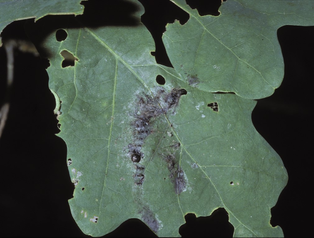 A spongy moth-induced viral infection in leaves. Photo credit: Viggo Andreasen and Greg Dwyer