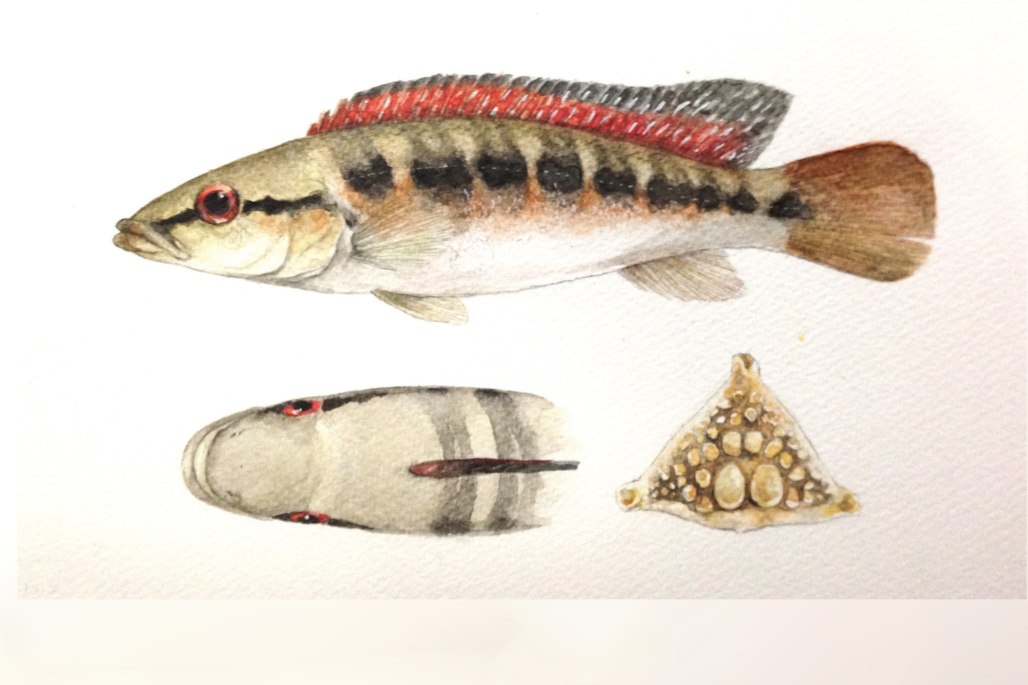 “Historical Field Records Reveal Habitat as an Ecological Correlate of Locomotor Phenotypic Diversity in the Radiation of Neotropical Geophagini Fishes” (Painting: Viviana Astudillo-Clavijo)