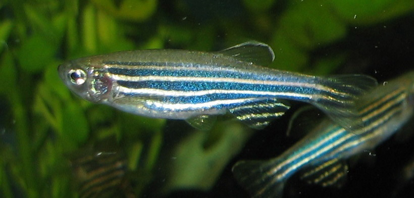 Zebrafish - Danio rerio. Photo by Azul.