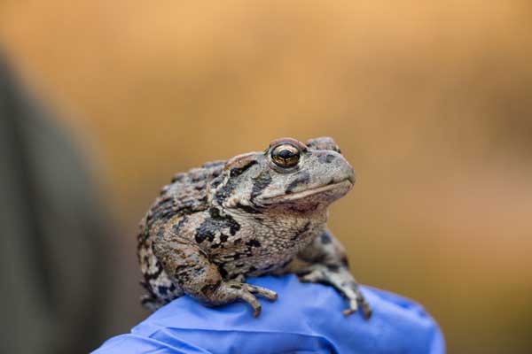 A boreal toad (<i>Anaxyrus boreas boreas</i>) waits patiently as researchers attach a radio transmitter around its waist via a belt harness. Boreal toads tracked in western Wyoming during 2016 were able to clear infection with the amphibian chytrid fungus by seeking out warm, open habitats that helped to elevate their body temperature. <br />(Credit: Jessica Ulysses Grant, <a href="http://www.jessicaulyssesgrant.com">www.jessicaulyssesgrant.com</a>)