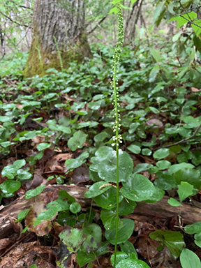 Probing the Probability of Polyploid Persistence