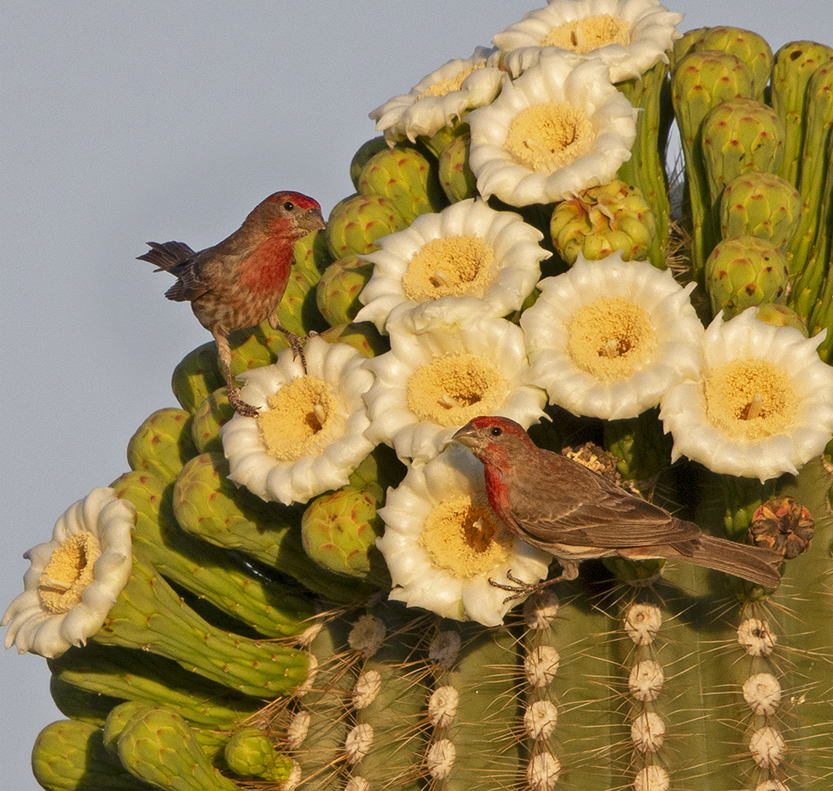 Topology of Taste: Carotenoid Metabolism Networks and Adaptive Diet Transitions