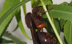 “Emigrating together but not establishing together: A cockroach rides ants and leaves”