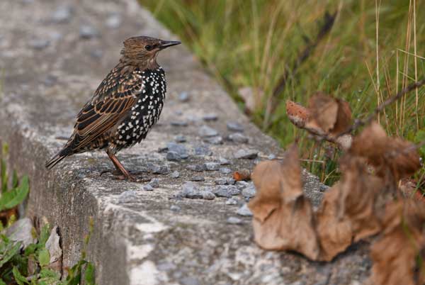 A European Starling, <i>Sturnus vulgaris</i>, one of the focal species in a global comparative study of habitat partitioning among urban-adapted birds.<br />(Credit: Paul R. Martin)