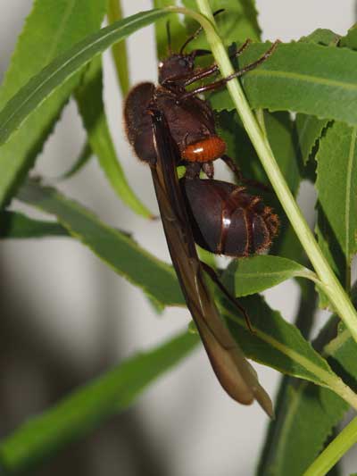 A roach (<i>Attaphila fungicola</i>) on a female alate Texas leaf-cutter ant (<i>Atta texana</i>).<br />(Credit: L. E. Gilbert, UT Austin)