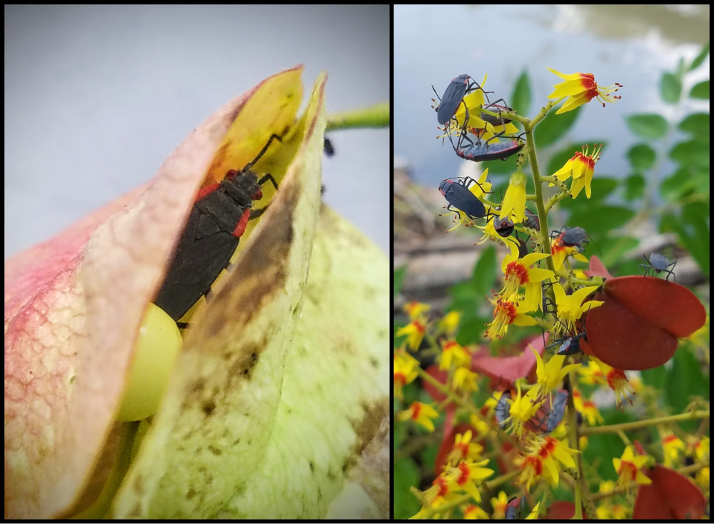 A bug of many hats – The red-shouldered soapberry bug as a pollinating seed-predator