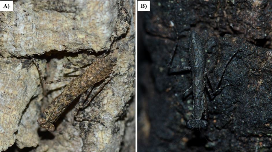 Fire Transforms Landscape Color, Affecting Camouflaging Animals