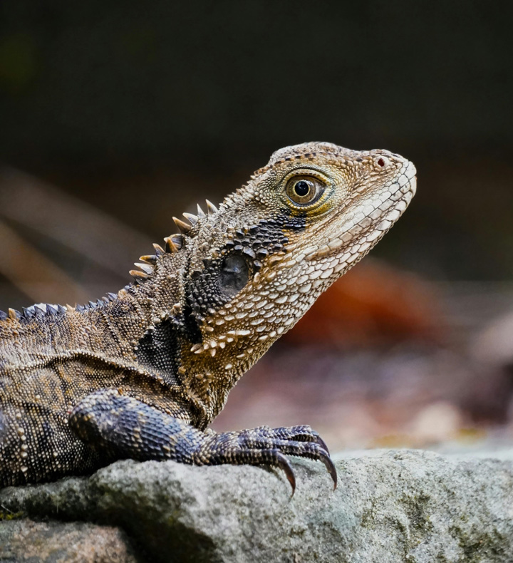 Golden Retriever Energy Helps Wild Dragons Navigate the Social Landscape