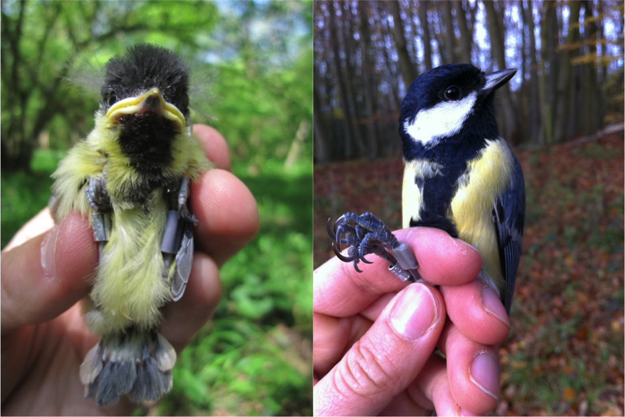 A two-week-old great tit (left) and an adult (right), both fitted with unique metal leg rings and RFID tags. Photo credit the Wytham Tits Project (https://wythamtits.com/about).