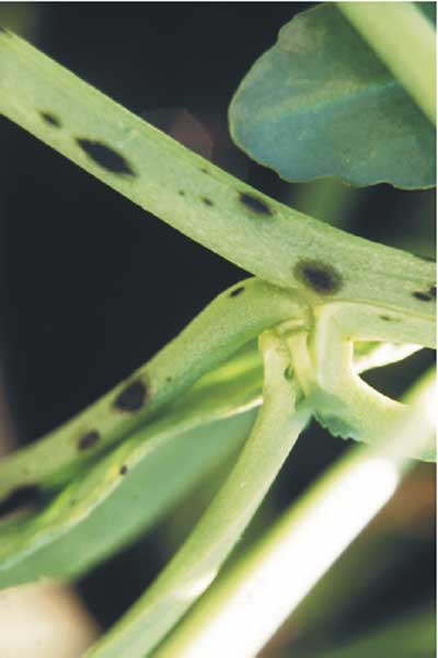 Black spots on <i>Cakile maritima</i> stems due to infection by <i>Alternaria brassicicola</i>.<br />(Credit: Peter H. Thrall)