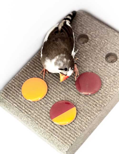 A female zebra finch <i>Taeniopygia guttata</i> engaged in the behavioral color discrimination task described in Caves et al.; specifically, she has been trained to locate a food reward beneath discs comprising two colors.<br />(Photo: Ryan Huang, Terra Communications LLC)