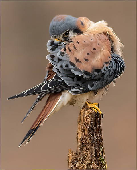 Grooming American kestrel (<i>Falco sparverius</i>)<br/>Photo credit: Andy Byerly