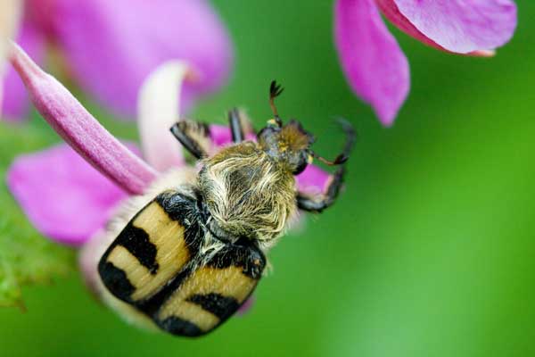 The Eurasian Bee Beetle, <i>Trichius fasciatus</i>, a Batesian mimic of bumble bees. <br />(Photo © Øistein Haugsten Holen)