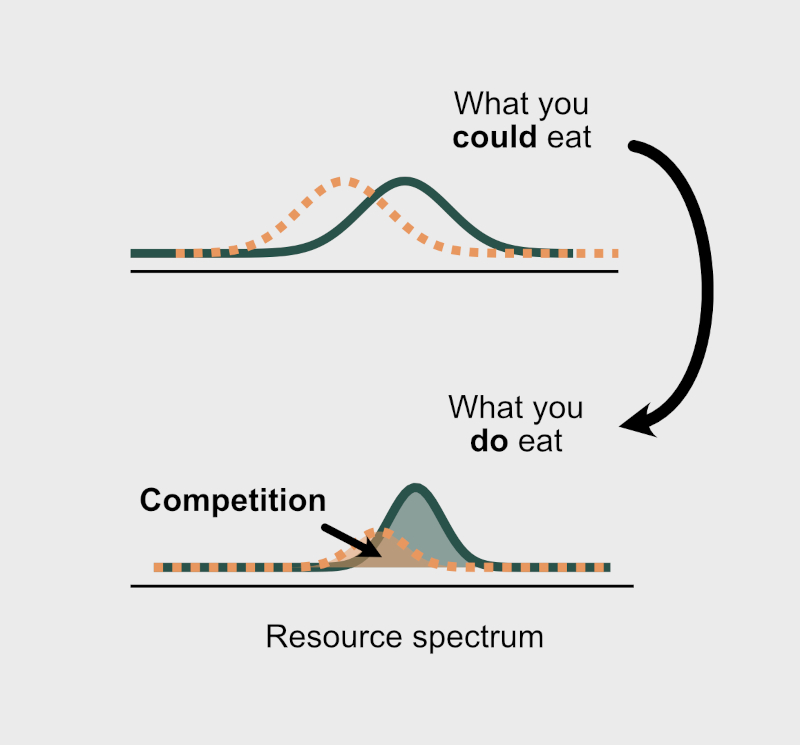 Old dogs can learn new tricks: revisiting MacArthur’s consumer-resource model